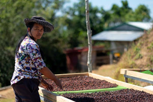 Women organizing the beans from the province of Atok & Ampucao