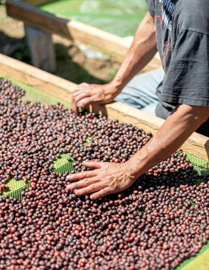 Beans on the table checking by a local farmers on mt.matutum.
