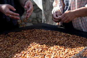 Farmers Picking the beans by hand for Bo's Coffee