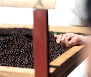 Bo's Coffee Beans picked manually by hand